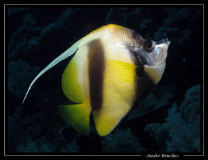 poisson cocher by André Bruchez 